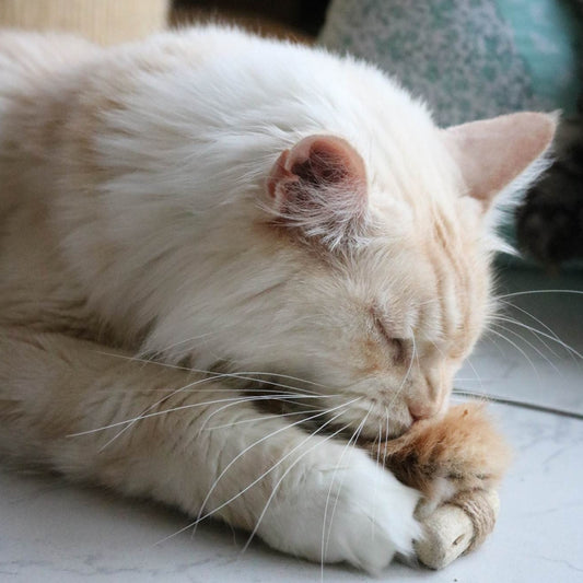 Premium Katzenspielzeug Fell-Raupe