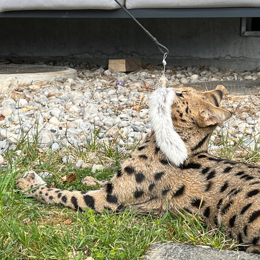 Premium Katzenspielzeug Actionsangel flex