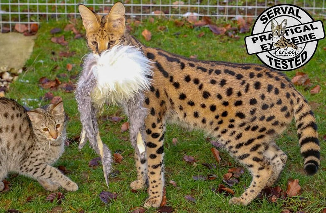 Premium Katzenspielzeug 