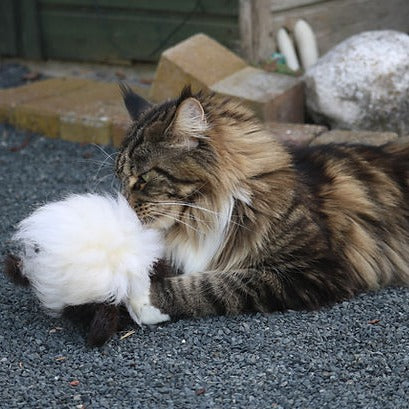 Premium Katzenspielzeug 
