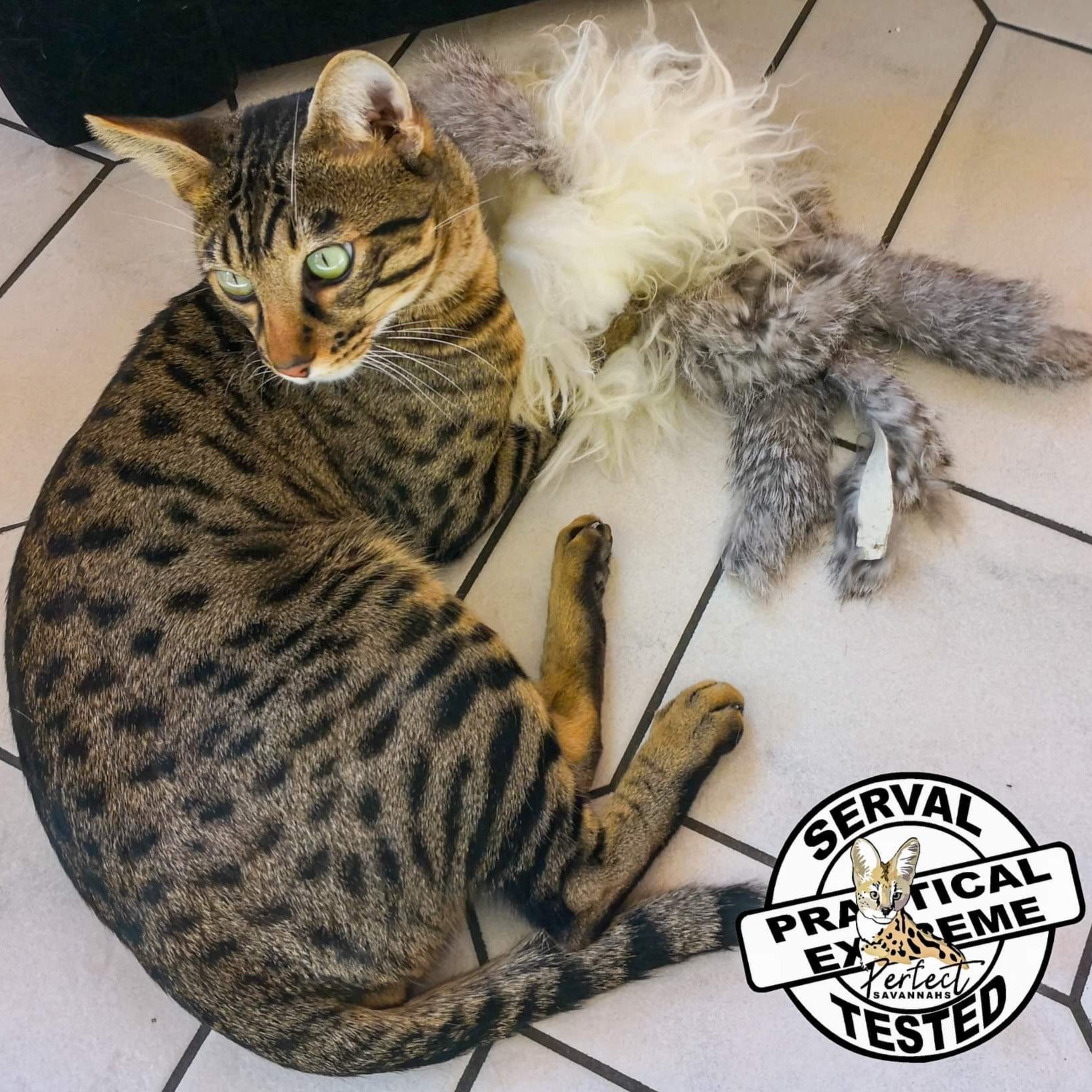 Premium Katzenspielzeug 
