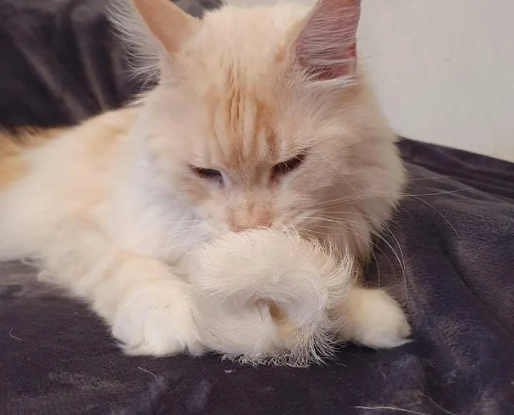 Premium Katzenspielzeug Ziegenring aus Ziegenfell