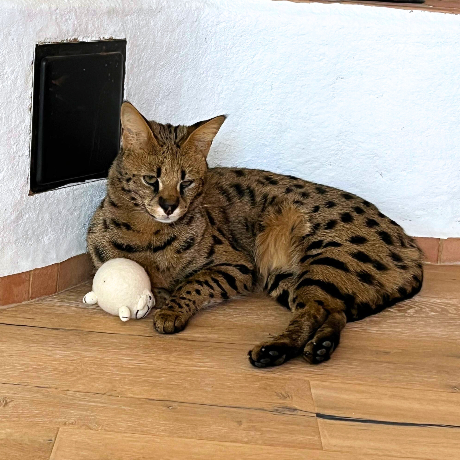 Premium Katzenspielzeug Filz Schaf “Shawny” weiss - aus 100 % Schafwolle