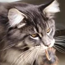 Premium Katzenspielzeug Ledergummi