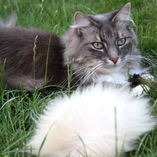 Premium Katzenspielzeug Zwitscherkissen aus nachhatligem Schaffell