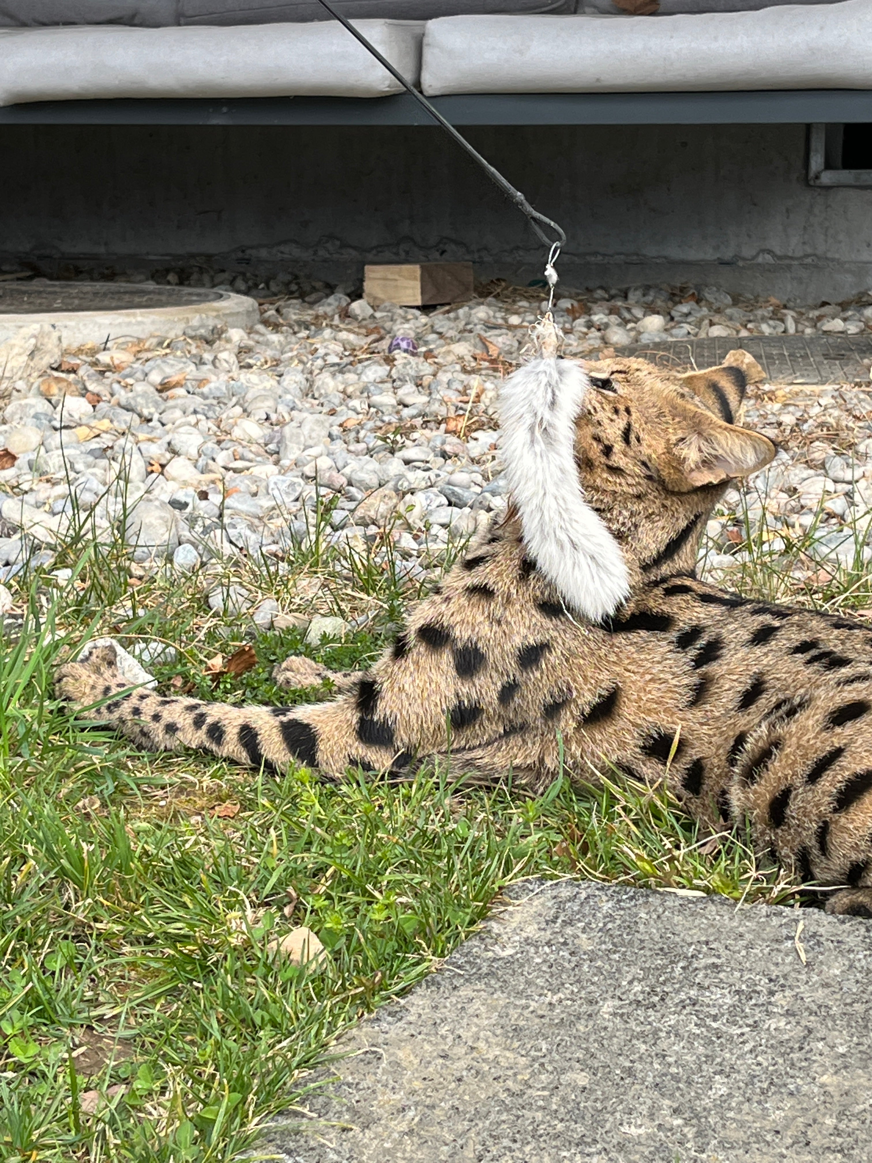 Premium Katzenspielzeug Actionsangel flex