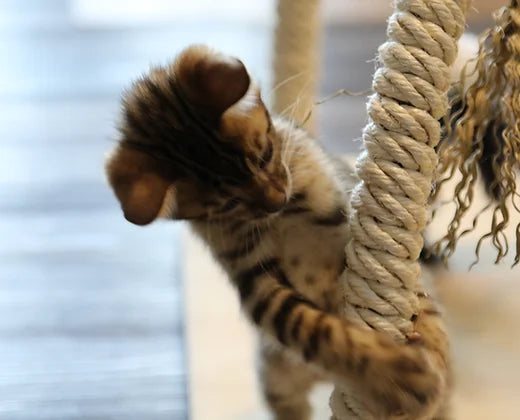LIONSLIKE Spielbogen aus Holz und Sisal -  Katzenspielzeug